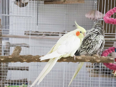 Large Bird Perch Stand, Natural Pepper Wood Bird Parrot Stand Branch, Birdcage Accessories for Parrots and Budgies