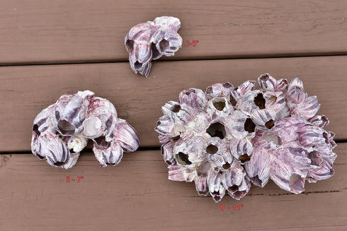 Real Purple Barnacle Cluster Aquarium Safe | Natural Holey Rock | Chiclid Stone (3" - 5")