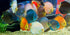 S&C AQUATICS (32oz 2 LBS) A8 MINI Beefheart & Soft BIT Mix,Beef Heart,Discus Food,Angel Fish Food,Cichlids