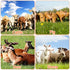 Green Livestock Scratch Brushes - Complete Horse Massage Kit