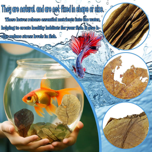 50 Pcs Catappa Leaves for Fish, 5-8 Inch Indian Almond Leaves, Water Conditioner for Aquarium Shrimp Tank Decorations