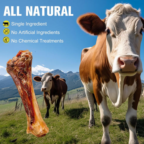 Cahnvob 8'' (1 Count) Real Beef Bones for Dogs with Meat - Big Dog Bones Beef Shank Bone, Rawhide-Free Long-Lasting