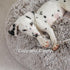 Jiupety Cute Round Calming Dog Bed, Plush Paw Shape Bed for Medium Large Breed Dogs, Soft and Cozy with Bolster, Gray