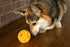 Starmark Treat Dispensing Tetraflex Dog Toy, Medium