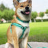 Blueberry Pet Essentials Small Dog Collar - Adjustable Classic Solid Color Nylon, Reflective Minty Green for Small Dogs