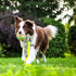5ft Waterproof Yellow Dog Leash for Small Medium Large Dogs, Cute Color Leash for Boys Girly Dog