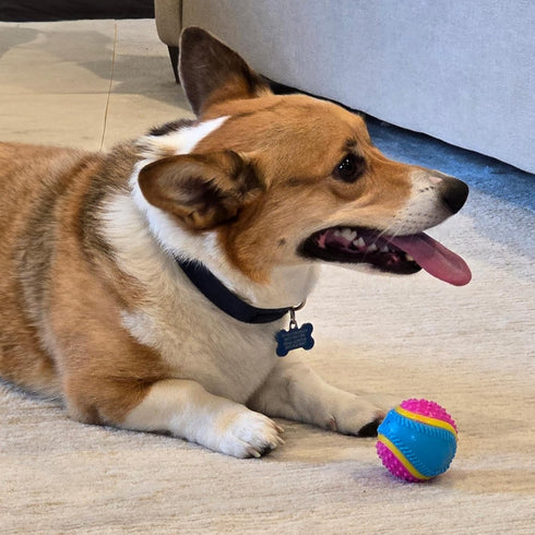 SPOT 5 2.5-inch Sensory Ball for Soft Chewers - Stimulates All Senses, Bell & Squeaker Sounds, Raised Nubs Clean Teeth
