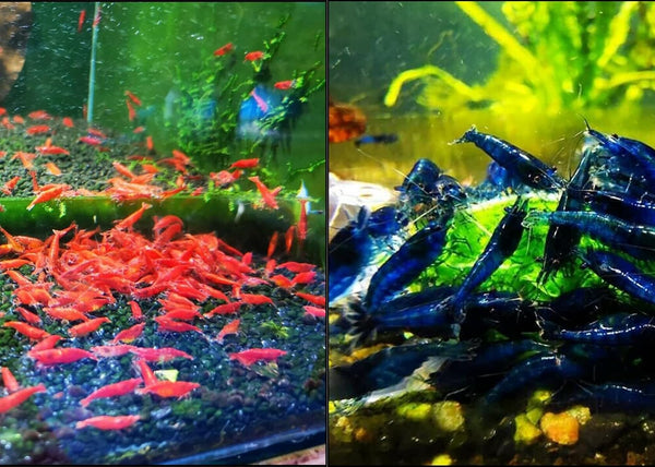 5+1 Fire Red and 5+1 Blue Dream Shrimps Live Freshwater Shrimp Aquarium