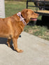 Unique Style Paws Dog Collar Bow Tie Collar, Adjustable for Small Medium Large Dogs and Cats