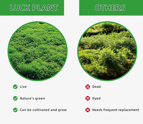 Generic Pack 2 Live Moss Duo Varieties Mixed Moss for Reptile Terrariums, Amphibian Habitats, Bonsai, Vivariums
