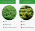 Generic Pack 2 Live Moss Duo Varieties Mixed Moss for Reptile Terrariums, Amphibian Habitats, Bonsai, Vivariums