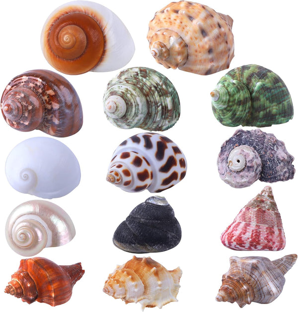 14 Kind Natural Hermit Crab Shells 14PCS, Size 1" - 3.5", Opening 0.8" - 1.5", Pearl Turbo Seashell Décor