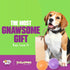 Gnawsome 3.5", Medium Squeaker Ball Dog Toy, Medium Colors will vary, All Breed Sizes