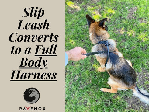 Ravenox Leather Slip Lead Dog Leash, Soft, Adjustable Handmade Latigo Pet Lead, Black, No Hardware Leash Collar