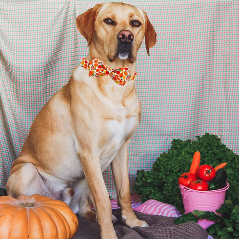Elegant Little Tail Dog Collar with Bow - Fall Halloween Pumpkin Bow for X-Small Puppies