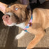 Elegant little tail Colorful Pattern Dog Collar, Durable Adjustable Pet Collar for X-Large Dogs