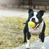 Dog Tennis Balls - 12 Pack 2.5" Squeaky Interactive Toys for Small Medium Large Dogs - Bounce Rubber for Training