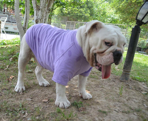 Lovelonglong Bulldog Clothes Dog T-Shirt for French Bulldog, English Bulldog, American Pit Bull (Violet B-M)