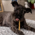 5in 5 Inches (Pack 1) Pet Factory American Beefhide Twist Sticks Dog Dental Chews - Natural Rawhide Dental Chews