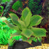 FAVOMOTO Reptile Terrarium Plant Box with Fake Rose Greenery, Sturdy Aquarium Decor for Lizards, Spiders