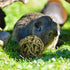 Bac-kitchen 10 Chinchilla Accessories(10Pcs) Pcs Small Animals Play Balls Rolling Activity Chew Toys Gnawing Treats