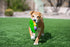 Multipet Three Peas in A Pod Toy