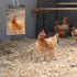 BOUTICOL Parrots7.8inch*11.8inch Large Chicken Mirror Toys Acrylic Hanging Swing Mirror for Hens Birds