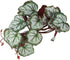 2Pcs Artificial Reptile Plant, Plastic Simulation Vine Aquarium Fish Leaves Decoration with Suction Cup