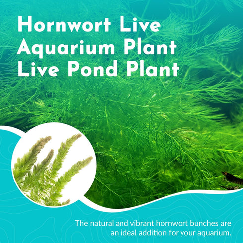 10-Pack Hornwort Live Aquarium Plants Bundle for Freshwater Aquarium and Ponds by Canton Aquatics