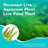 10-Pack Hornwort Live Aquarium Plants Bundle for Freshwater Aquarium and Ponds by Canton Aquatics
