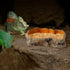 Reptile Food Water Rock Bowls - Lizard Resin Rock Worm Feeding Dish for Bearded Dragons, Chameleons, and More