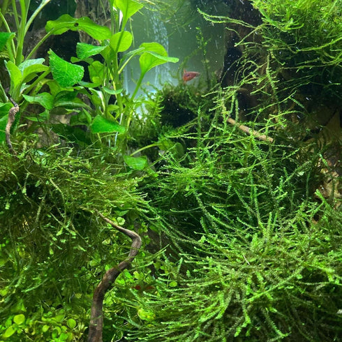 PLANTEREST BUY2GET1FREE Java Moss Vesicularia Dubyana Mats US Grow Live Aquarium Plant Tropical Freshwater Decorations