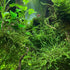 PLANTEREST BUY2GET1FREE Java Moss Vesicularia Dubyana Mats US Grow Live Aquarium Plant Tropical Freshwater Decorations