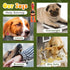 Silipull 6 Pcs Rubber Chicken Squeaky Dog Toys Screaming Chicken Latex Soft Rubber Chew Molar Toys Interactive Pet