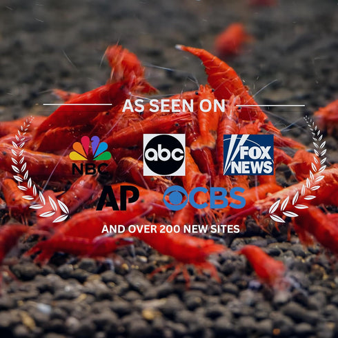(Pack 10) Fire Red Premium High-Grade Cherry Shrimp Neocaridina Freshwater Aquarium, Live Shrimp Freshwater Aquarium