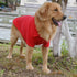 lovelonglong Basic Dog Polo Shirts – Premium Cotton T-Shirts for Large Medium Small Dogs, Red XS, Two-Button Collar