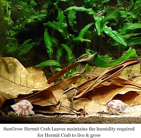 SunGrow 10 Pack Hermit Crab Large Catappa Indian Almond Leaves - Dried Leaves for Spawning, Nutrition for Isopods,