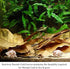SunGrow 10 Pack Hermit Crab Large Catappa Indian Almond Leaves - Dried Leaves for Spawning, Nutrition for Isopods,