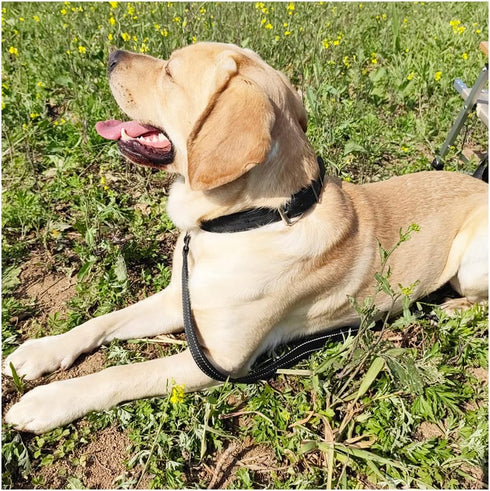 10FT Traffic Leash with 2 Handles, Reflective Dog Leash for Large Medium Dogs and Pullers
