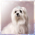 9 Pieces Dog Tiara Crown Hair Clips, Pet Crystal Rhinestone Barrette Clips for Dog Grooming Accessories