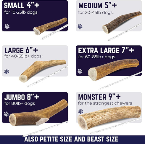 Devil Dog Pet Co. Elk Antlers for Dogs, Small 4"+, 1 Pack, Grade A Long Lasting Chew