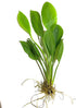 3X Marcus Fish Tanks - Amazon Sword Echinodorus Bleheri Easy Live Aquarium Plants for Aquatic Freshwater Fish Tank