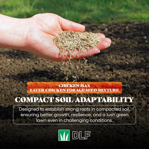 5LB DLF Chicken Max Forage Seed Mixture for Chickens, Poultry, and Farms Layer Mix with Clover, Ryegrass, Buckwheat