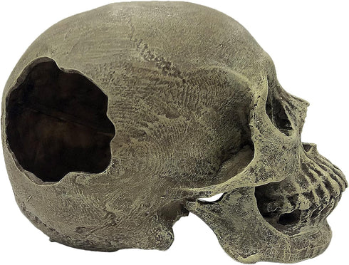Komodo Realistic Full Human Skull Ornament for Reptile Terrarium or Aquarium Decoration, 4.3"x 7.2"x 4.1"