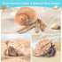 Hermit Crab Shells - Large 6pcs Natural Conch Shells (Size 2.8" - 3.8") for Habitat and Decorations