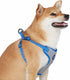 Blueberry Pet Essentials Reflective Matching Dog Collar Leash Harness Set, Adjustable Collar with Harness & 5 ft Leash