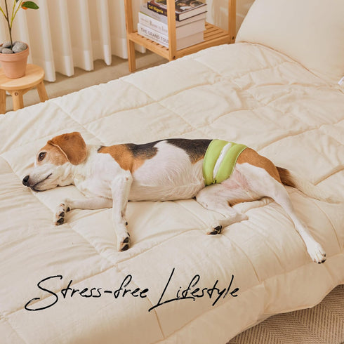 50 1 2 (17.5"-21.5" WICKEDPUP Male Dog Belly Band Kit, Diaper Pads & Reusable Male Wrap (Size Waist))