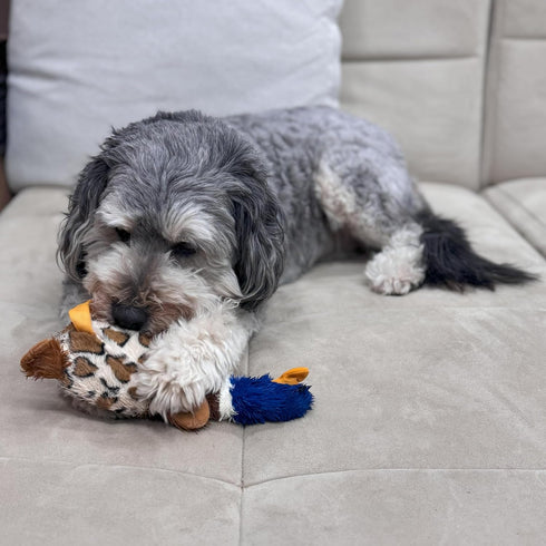 SPOT Skinneeez Plus Duck, Stuffing Free Dog Toy, 15in, Two Piece Rubber Body, Two Squeakers