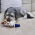 SPOT Skinneeez Plus Duck, Stuffing Free Dog Toy, 15in, Two Piece Rubber Body, Two Squeakers