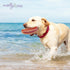 Molly & Mo Squeaky Dog Chew Toys, Assorted Sizes Hot Dog, Steak, Ice Cream Shapes for Different Breeds (Hot Dog)